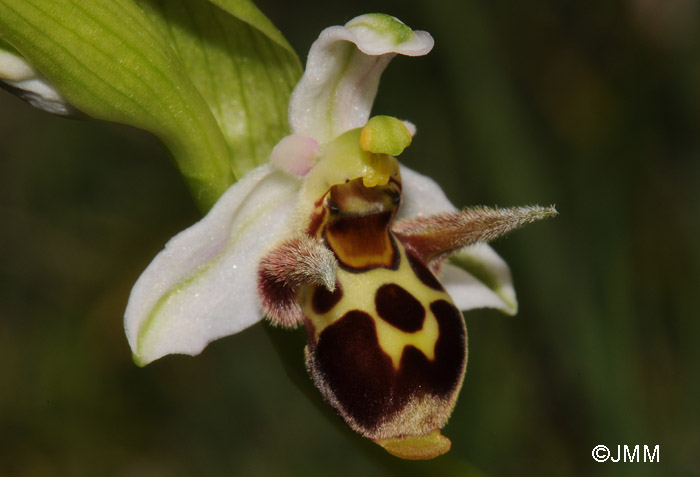 Ophrys leptomera