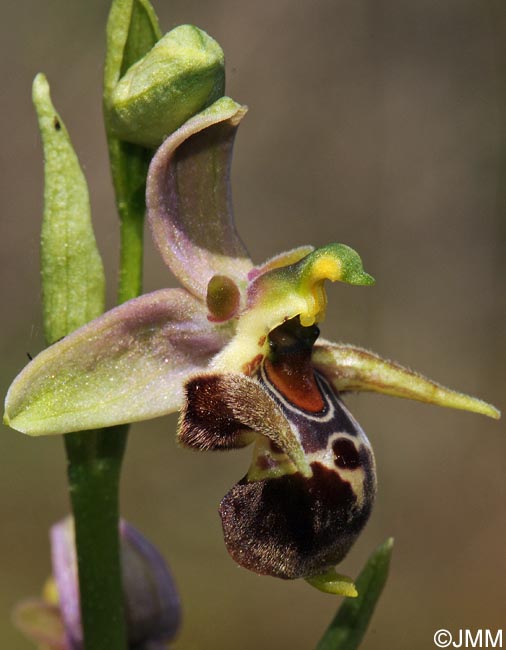 Ophrys leptomera