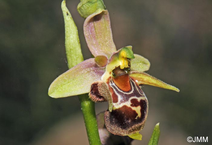 Ophrys leptomera