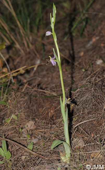 Ophrys leptomera