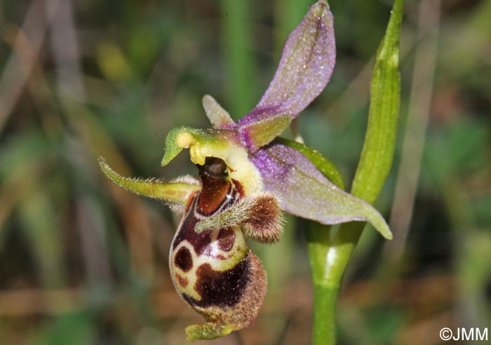 Ophrys leptomera