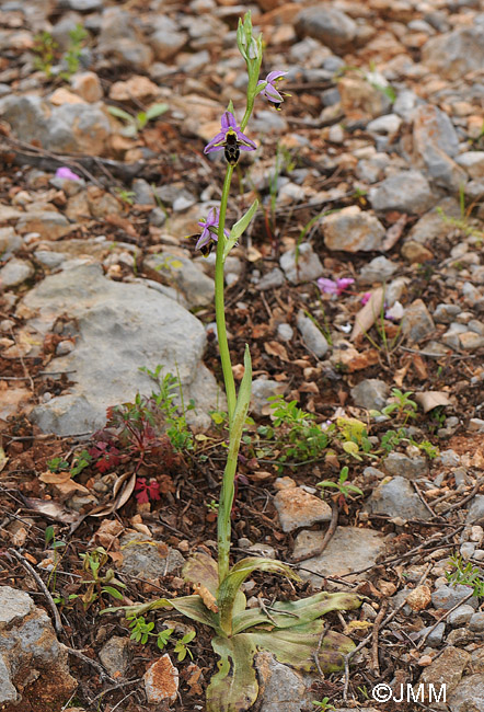 Ophrys leptomera