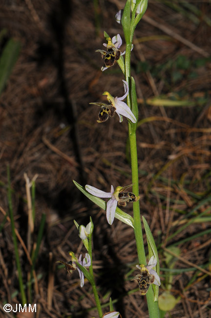 Ophrys leptomera