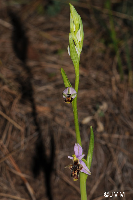 Ophrys leptomera