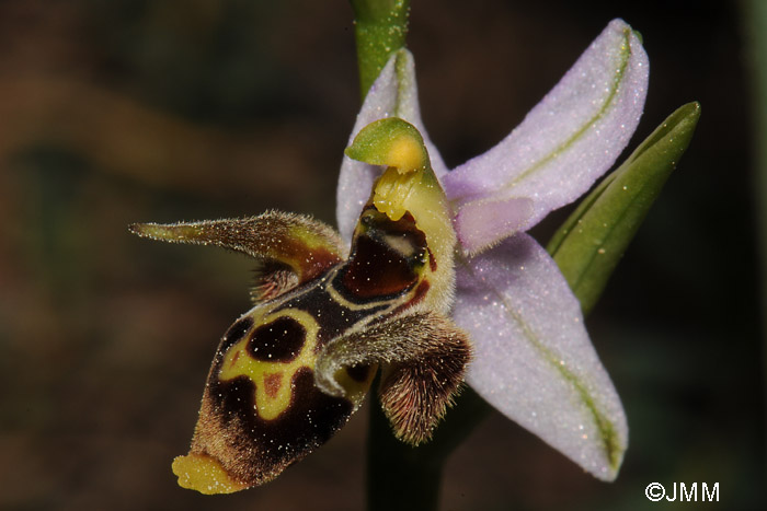 Ophrys leptomera