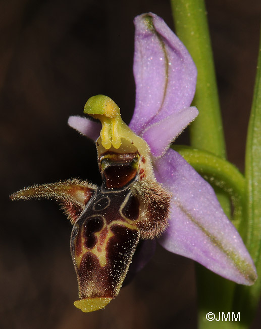 Ophrys leptomera