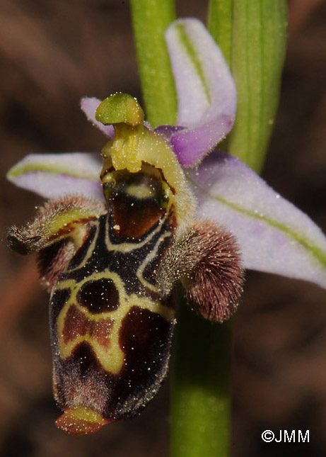 Ophrys leptomera