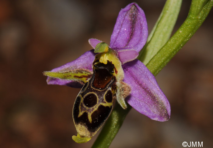 Ophrys leptomera