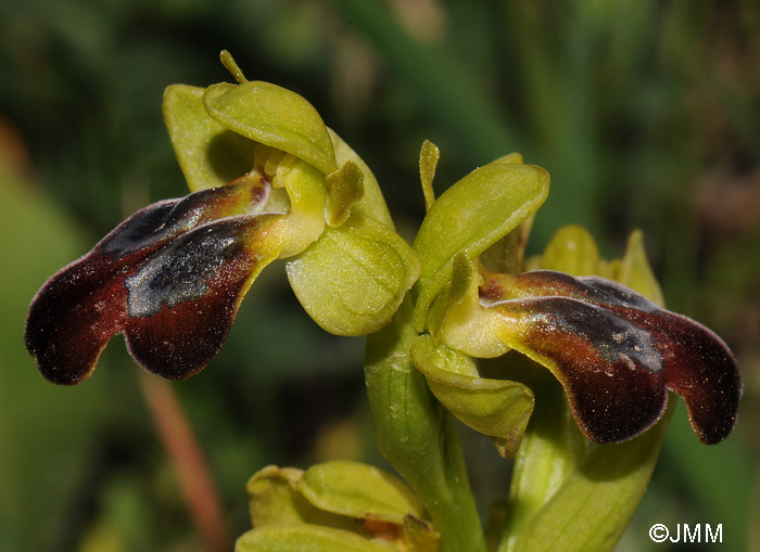 Ophrys leucadica