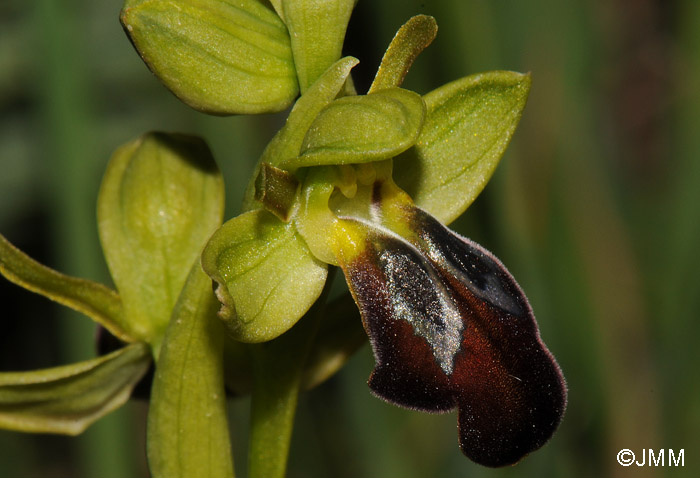 Ophrys leucadica