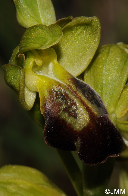 Ophrys leucadica