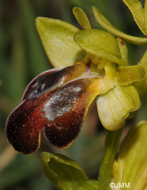 Ophrys leucadica