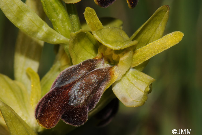 Ophrys leucadica