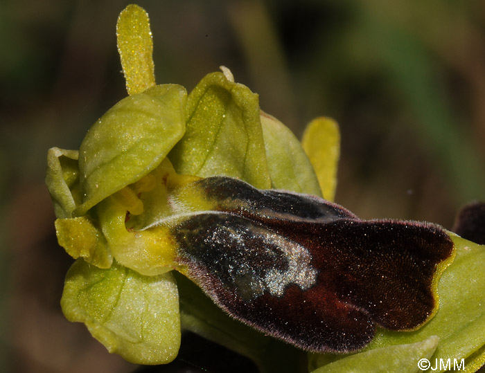 Ophrys leucadica