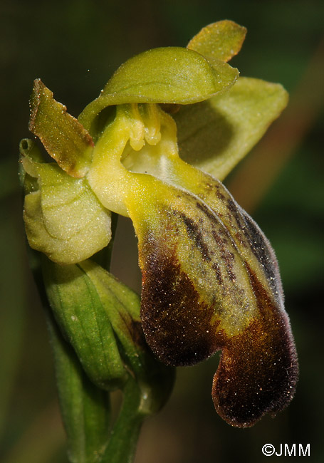 Ophrys leucadica