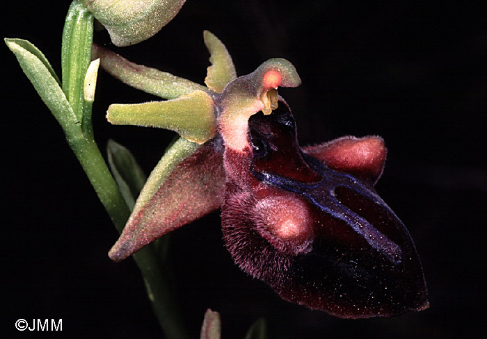 Ophrys mammosa