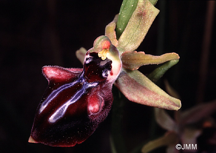 Ophrys mammosa