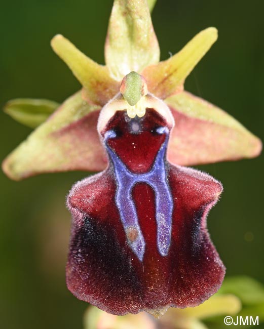 Ophrys mammosa