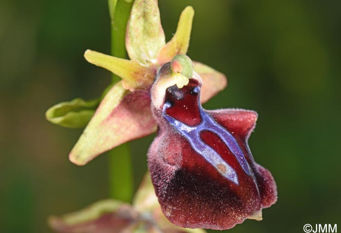 Ophrys mammosa