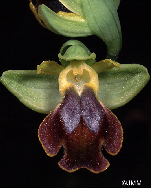 Ophrys melena