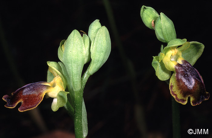 Ophrys melena