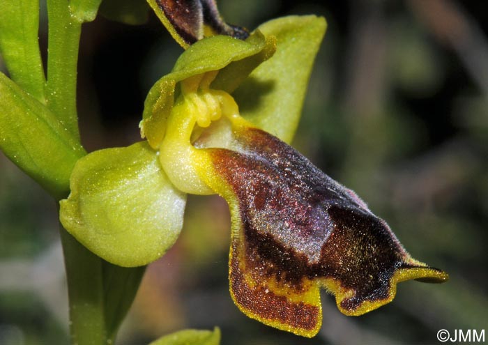 Ophrys melena