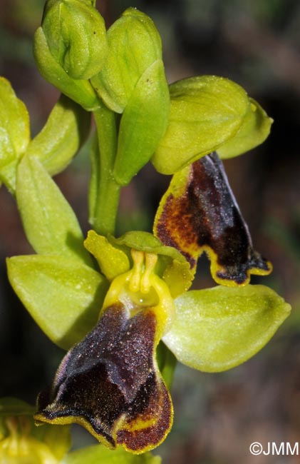 Ophrys melena