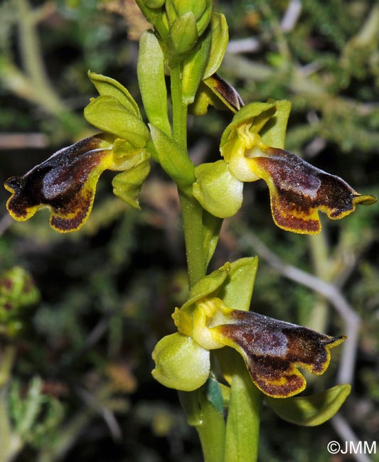 Ophrys melena