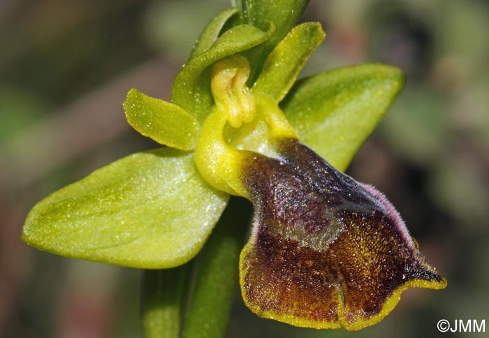 Ophrys melena