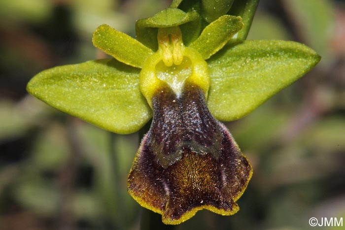 Ophrys melena