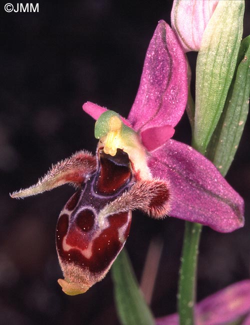 Ophrys minuscula