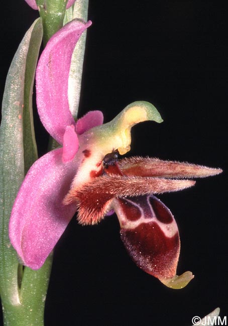Ophrys minuscula