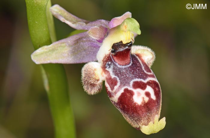 Ophrys nestoris