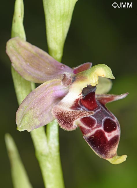 Ophrys nestoris