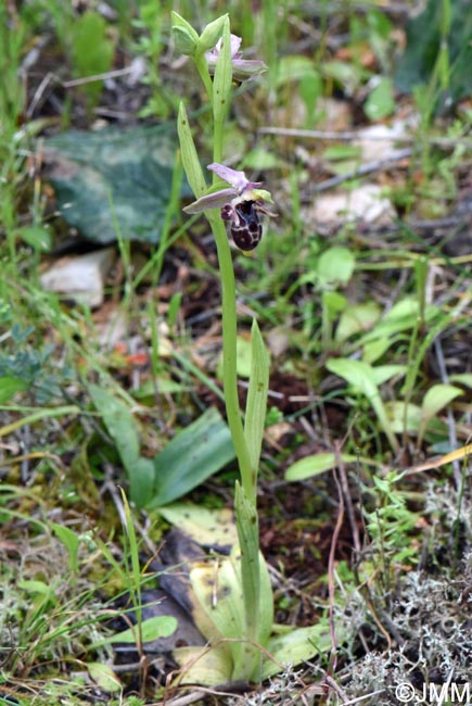 Ophrys nestoris