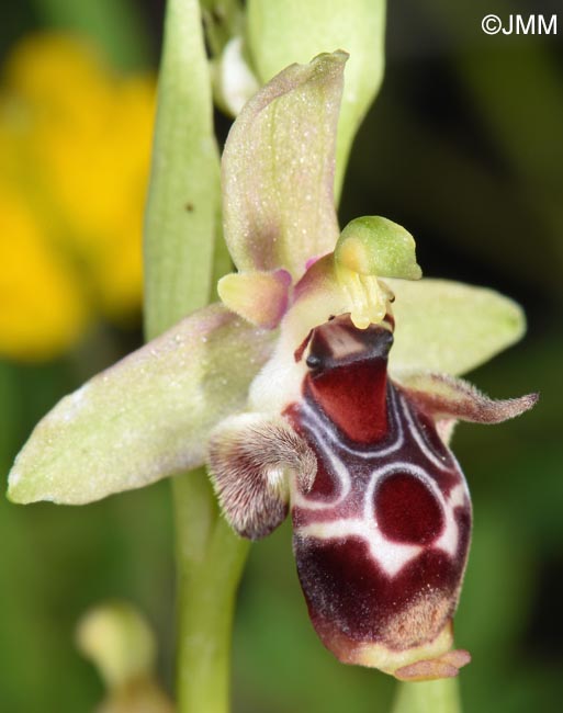 Ophrys nestoris