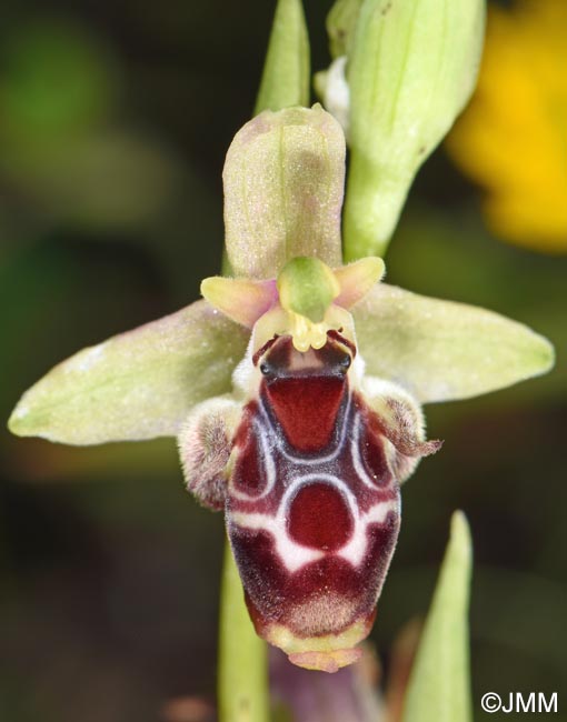 Ophrys nestoris
