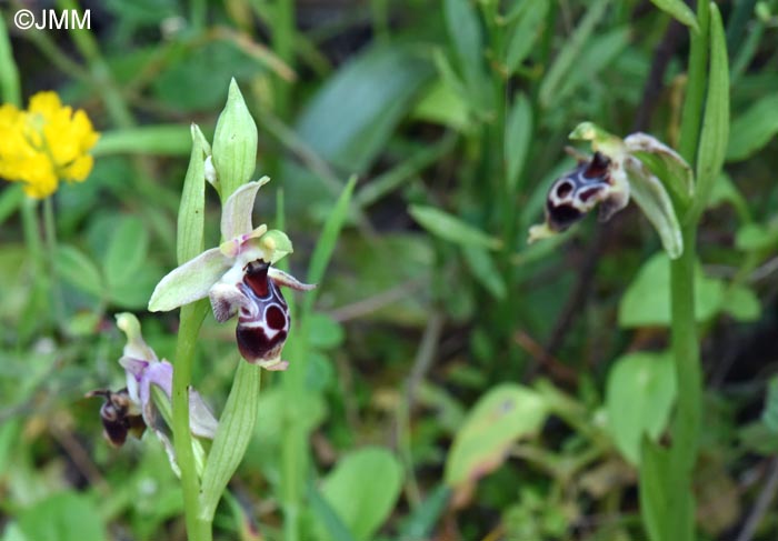 Ophrys nestoris