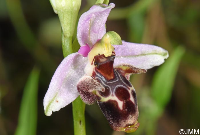 Ophrys nestoris