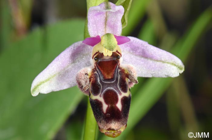 Ophrys nestoris
