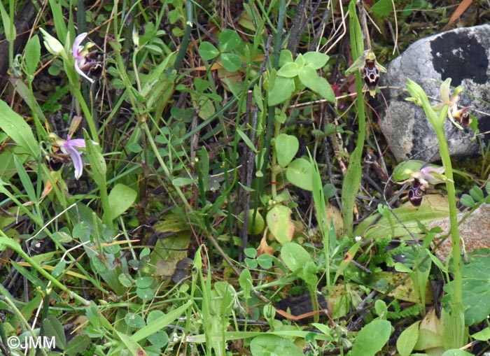 Ophrys nestoris