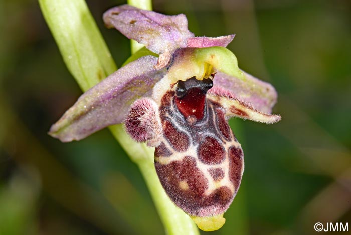 Ophrys nestoris