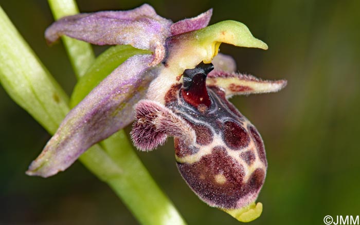 Ophrys nestoris