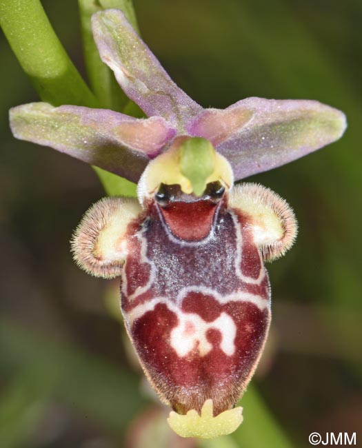 Ophrys nestoris