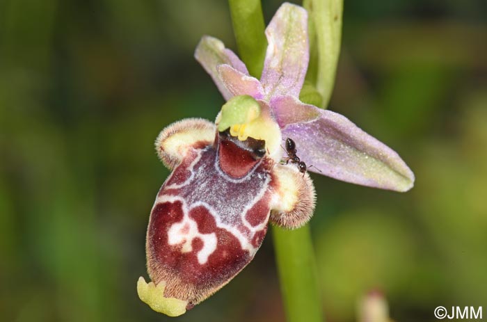 Ophrys nestoris