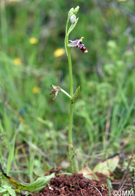 Ophrys nestoris