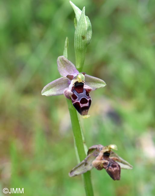Ophrys nestoris