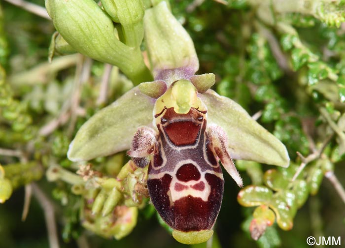 Ophrys nestoris