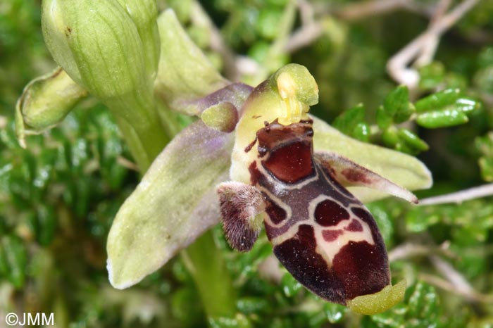 Ophrys nestoris