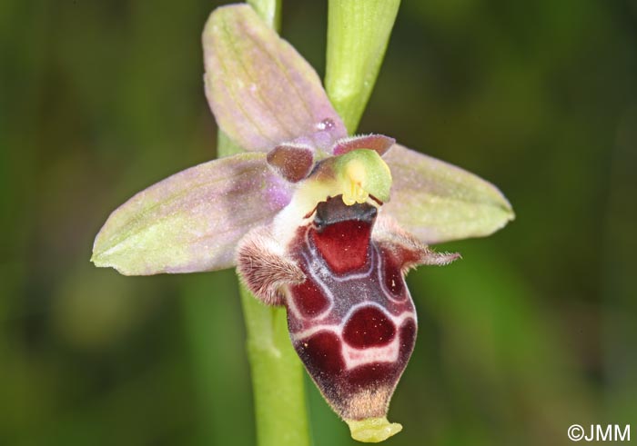 Ophrys nestoris